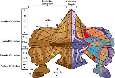 Variations on the theme: focus on cerebellum and emotional processing